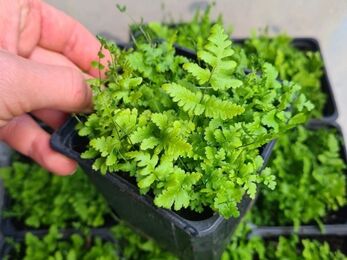 Limestone fern growing in a tray, with established fronds