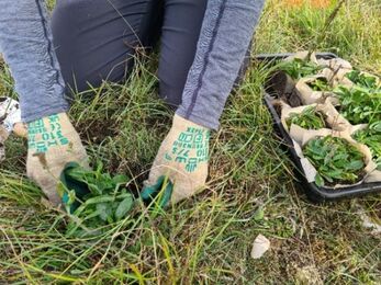 Spiked speedwell being planted out