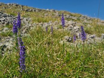Planted spiked speedwell flowering on rocky limestone slope