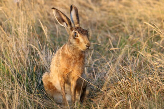 Brown hare