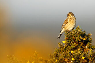 Linnet
