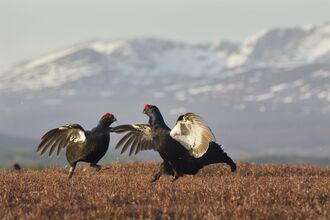 Black grouse males lekking