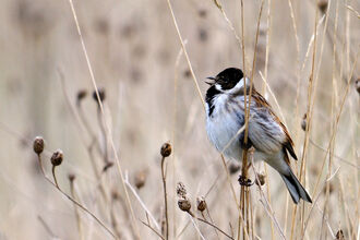 Reed Bunting