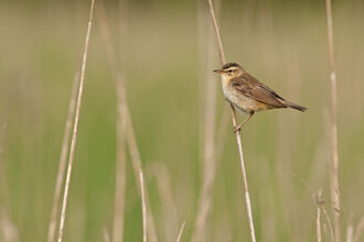 Sedge warbler