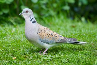 Turtle dove