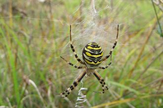 Wasp Spider