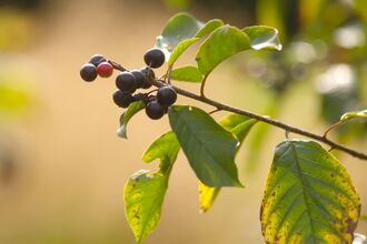 Alder Buckthorn