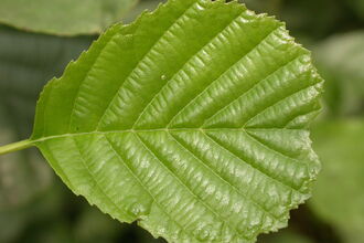 Alder leaf