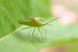 Birch Shield Bug