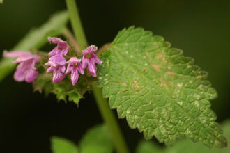 Black Horehound