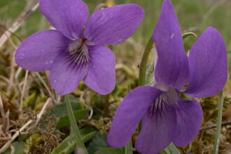 Common Dog-violet