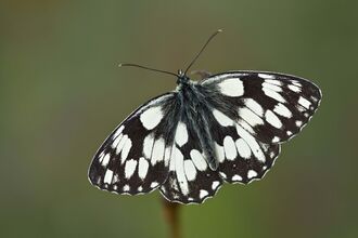 Marbled White