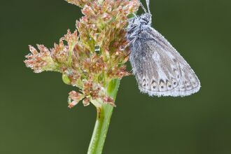 Common Blue butterfly on Soft Rush