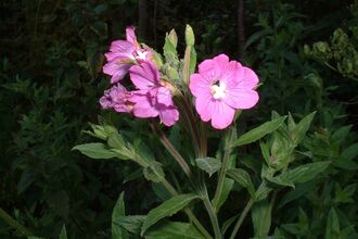Great Willowherb