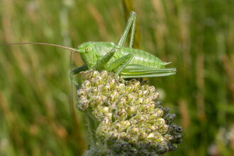 Great Green Bush-cricket