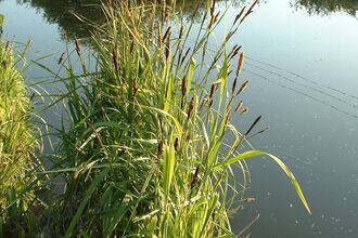 Greater Pond Sedge