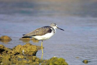 Greenshank
