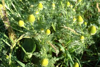 Pineappleweed