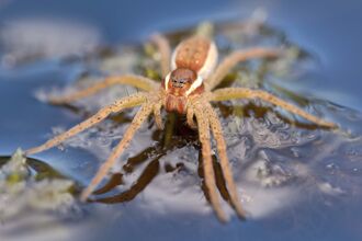 Raft Spider