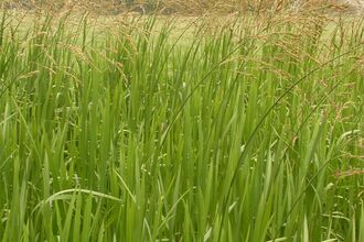 Reed Sweet-grass
