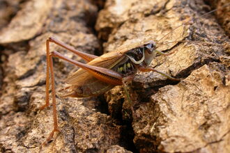 Roesel's Bush-cricket