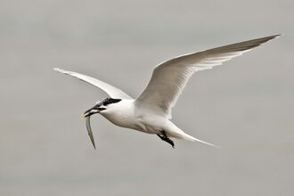 Sandwich Tern