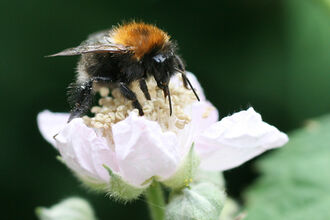Tree Bumblebee