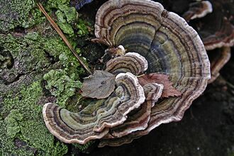 Turkeytail