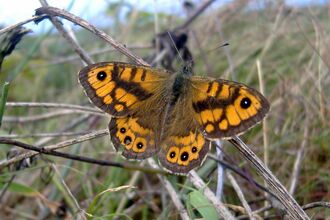 Wall Brown