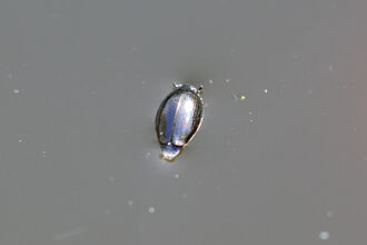 Whirligig Beetle