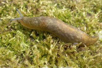 Yellow Slug