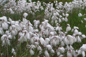Common Cotton-grass