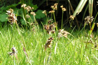 Field Wood-rush
