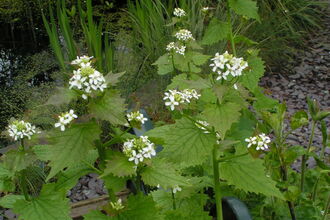 Garlic Mustard
