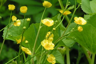 Lesser Spearwort