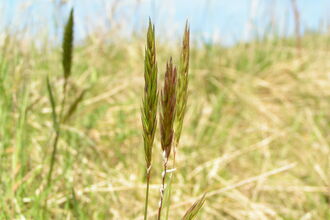 Sweet Vernal-grass