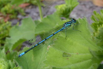Azure Damselfly