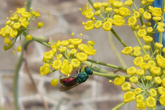Ruby-tailed Wasp
