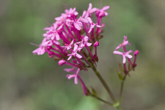 Red Valerian