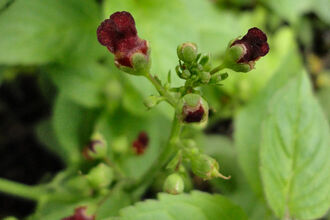 Water Figwort