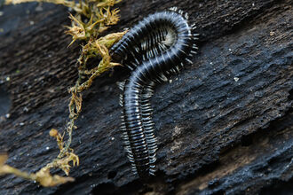 White-legged Snake Millipede