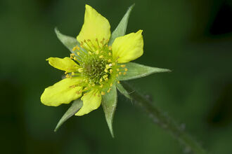 Wood Avens