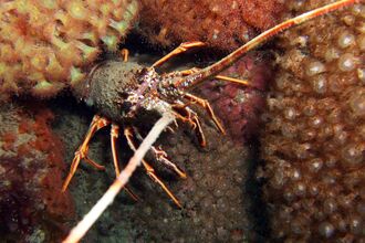 Spiny lobster