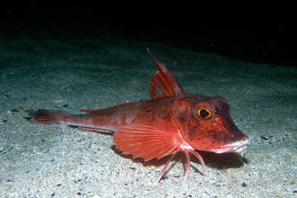 Red gurnard