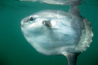 Sunfish