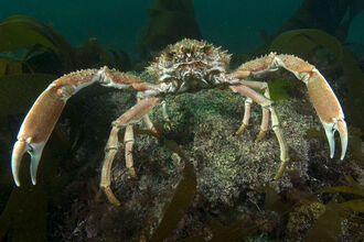 Spiny spider crab