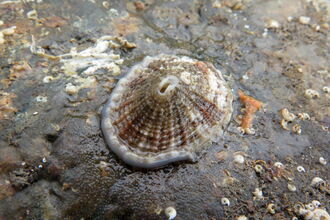 Keyhole limpet