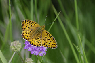 Dark green fritillary