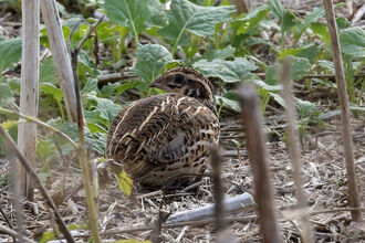 Common quail