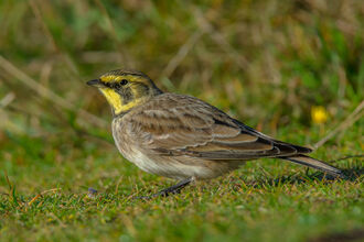 Shore lark